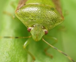mass-emergence-of-stink bugs