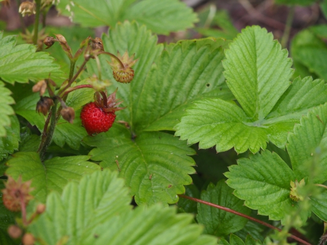 wild-strawberry